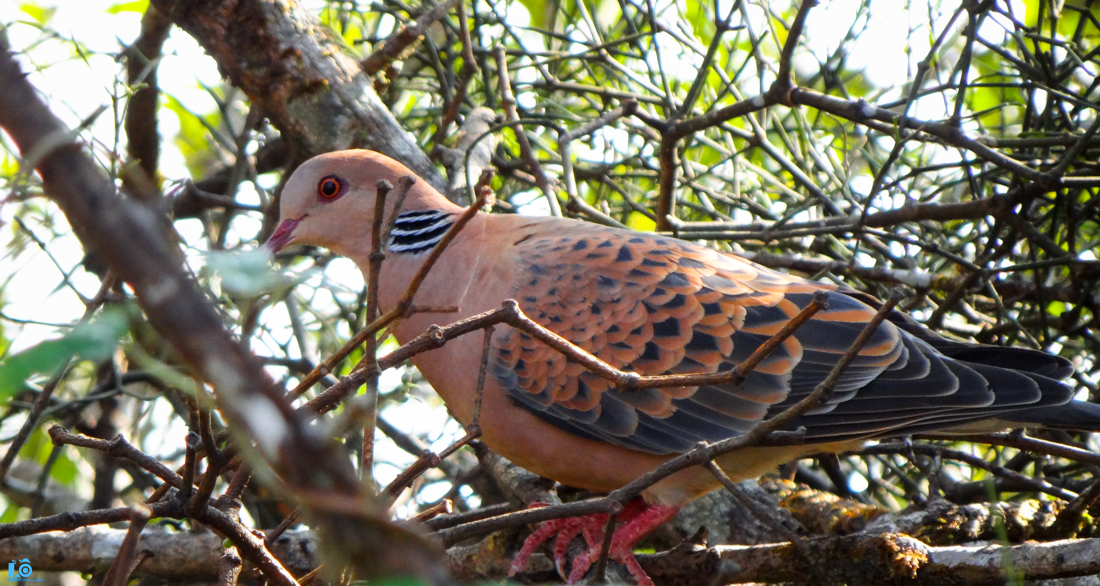 Featured bird photograph