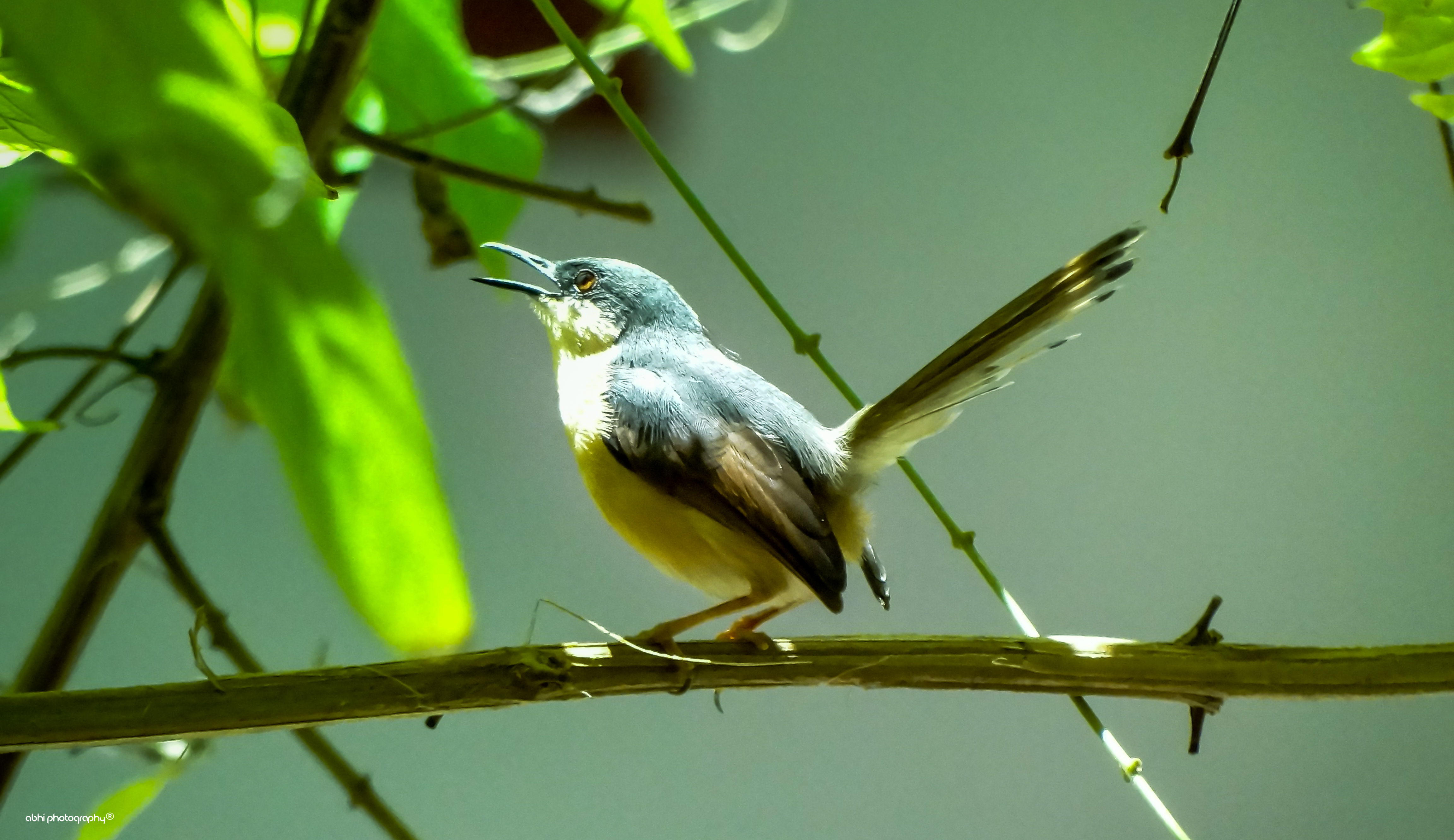 Bird photograph