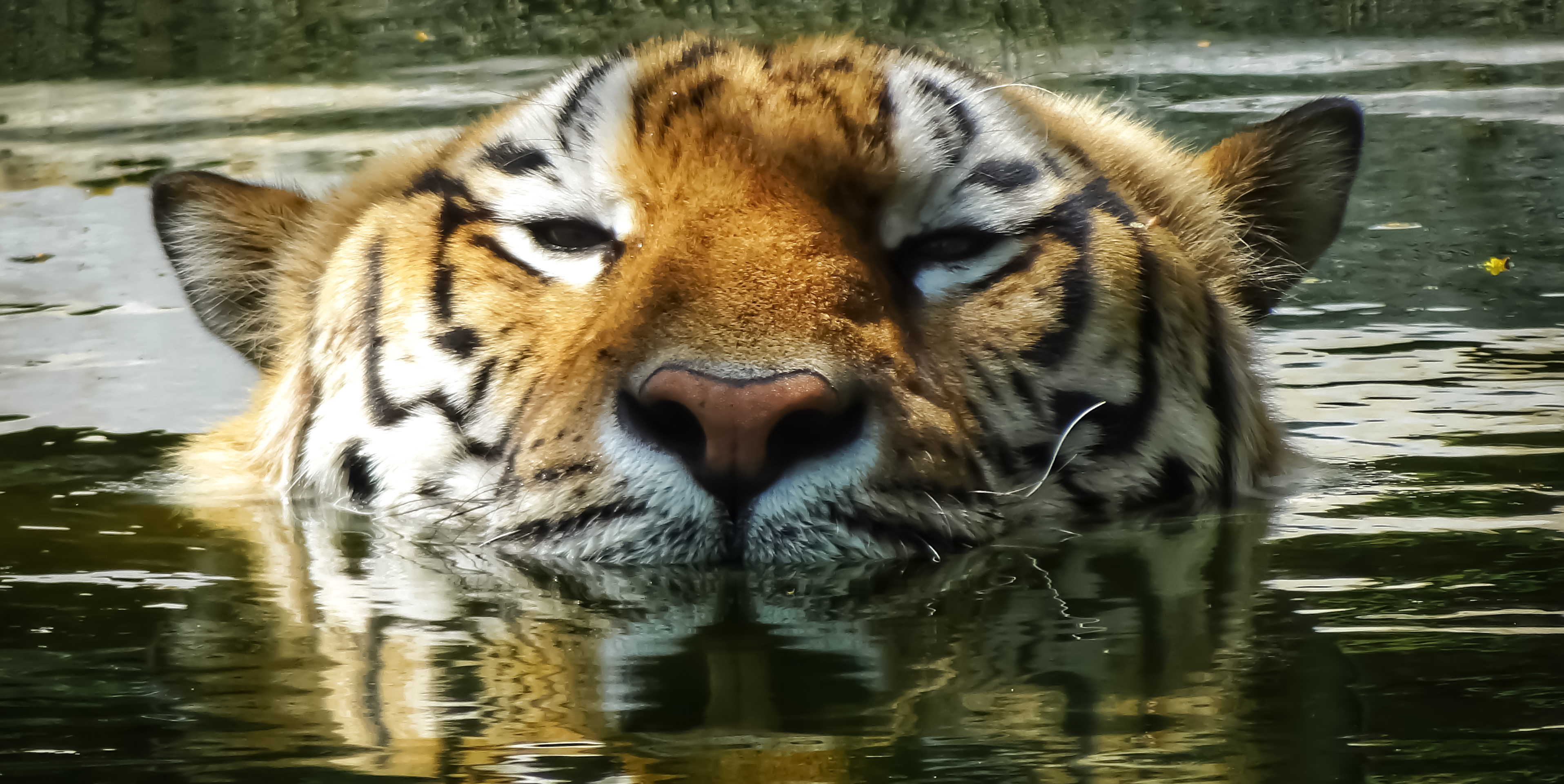 Flagship big cat photograph