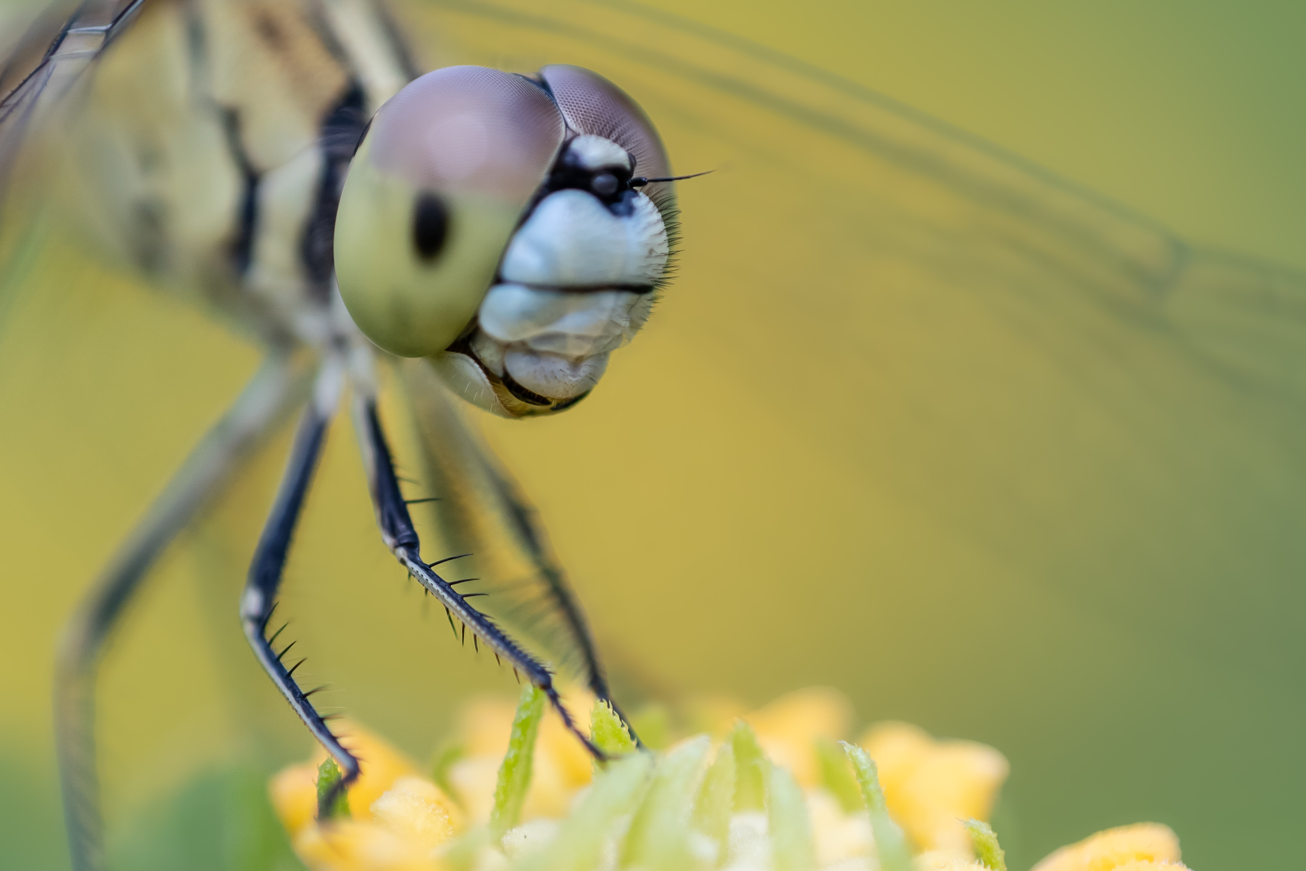 Macro photograph